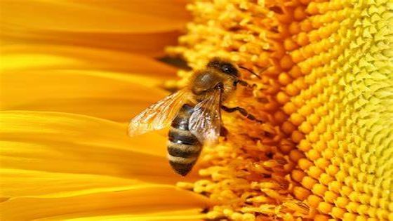 بحث حول النحل وفوائده للسنة الثانية متوسط