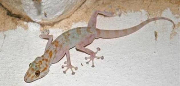 قتل البرص أو الوزغ في المنزل