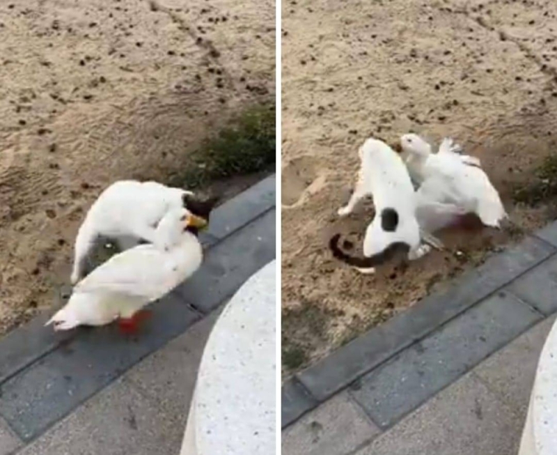 شاهد ما حدث للقطة والبطة 