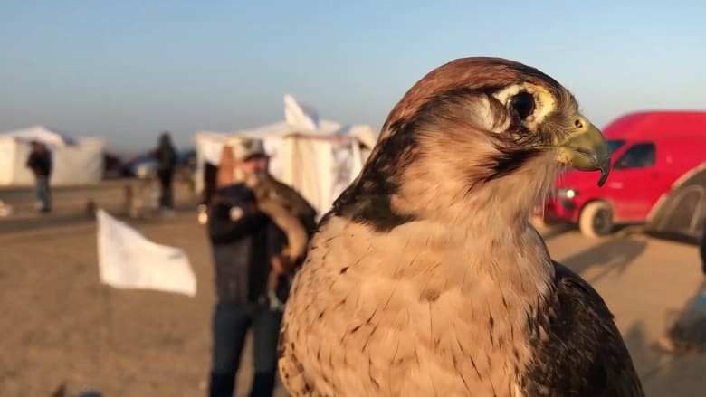 خريطة هجرة الصقور في السعودية