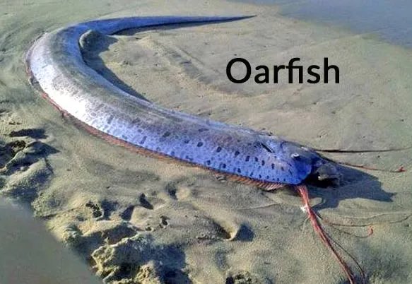 سمكة غامضة تثير الرعب في تايوان